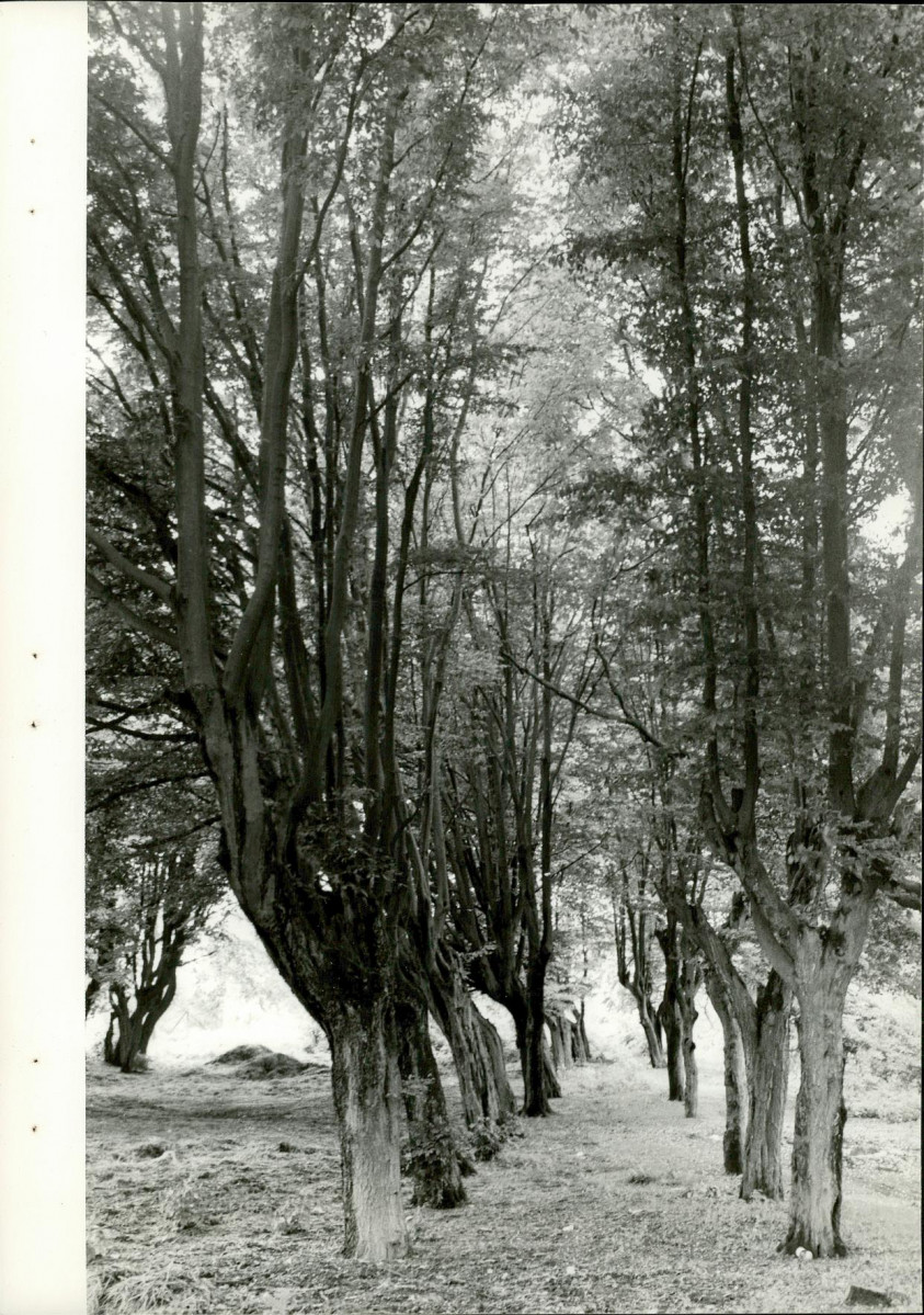 Ewidencja parkowa, skan nr 24