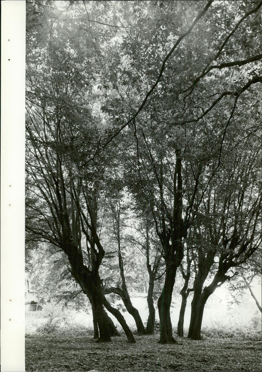 Ewidencja parkowa, skan nr 26