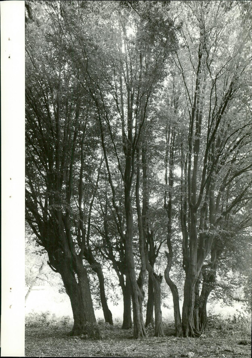 Ewidencja parkowa, skan nr 28