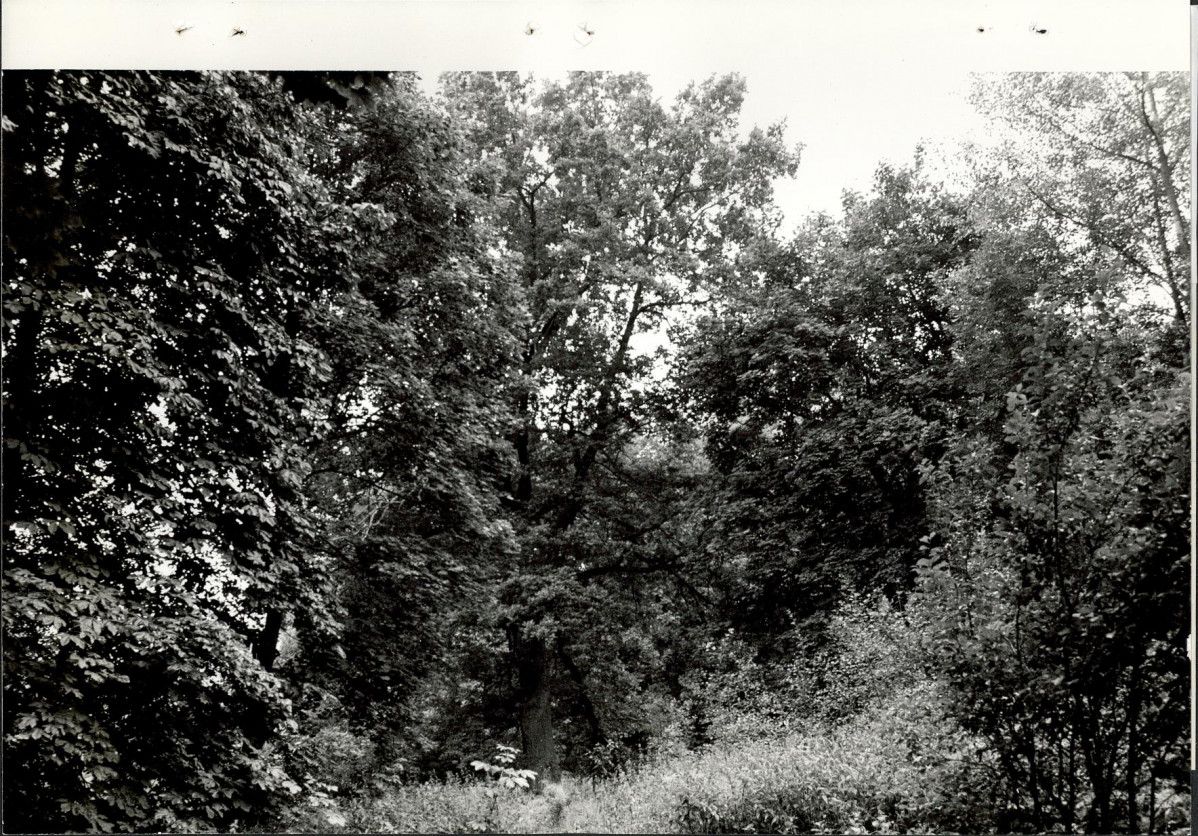 Ewidencja parkowa, skan nr 26