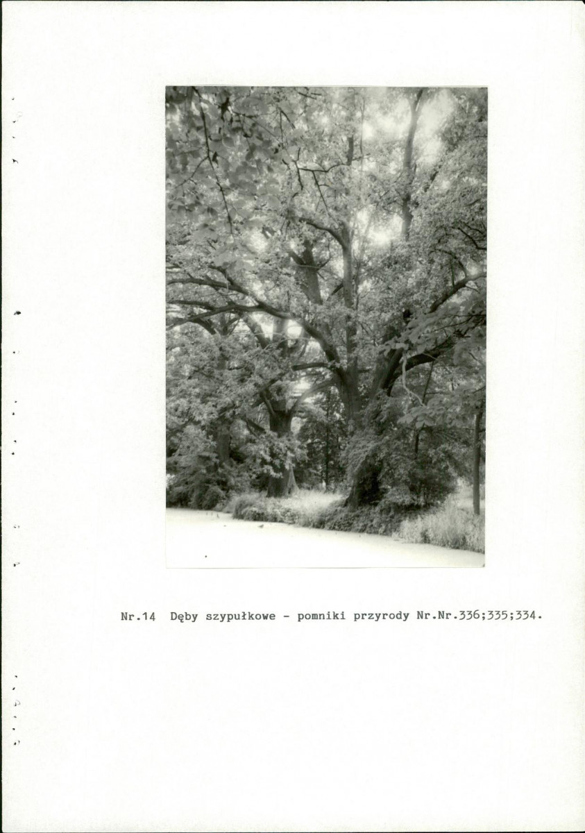 Ewidencja parkowa, skan nr 40