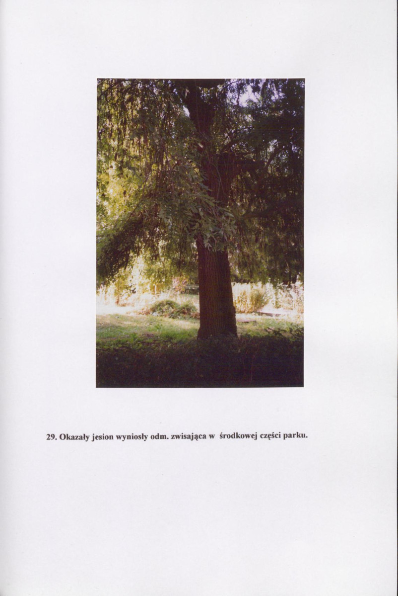 EP - Ewidencja parkowa, skan nr 40