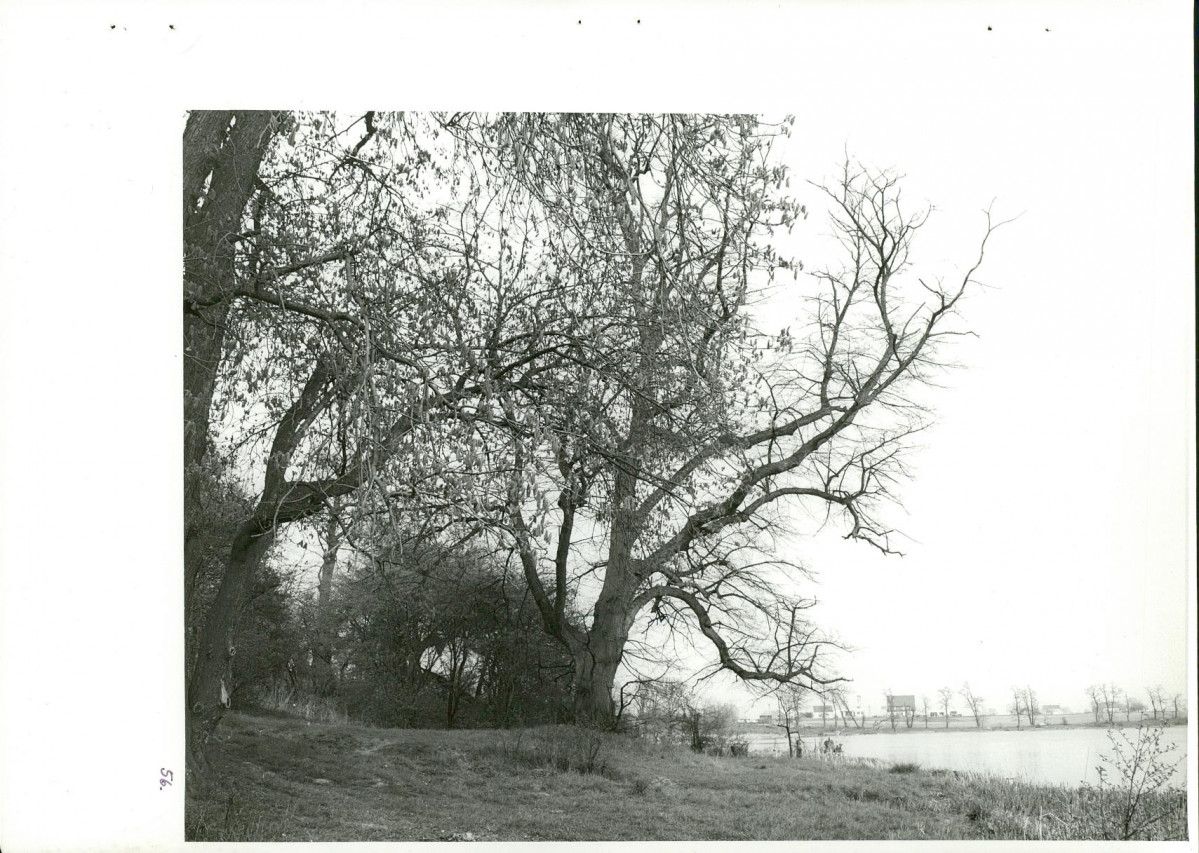 Ewidencja parkowa, skan nr 93