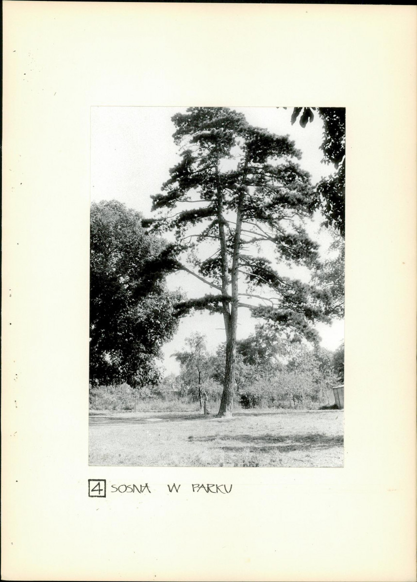 Ewidencja parkowa, skan nr 18