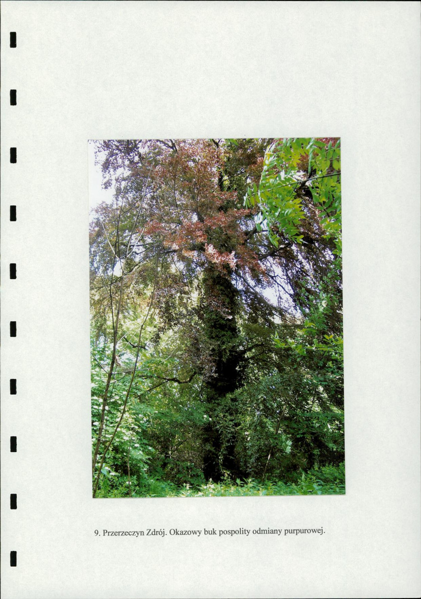 Ewidencja parkowa, skan nr 28