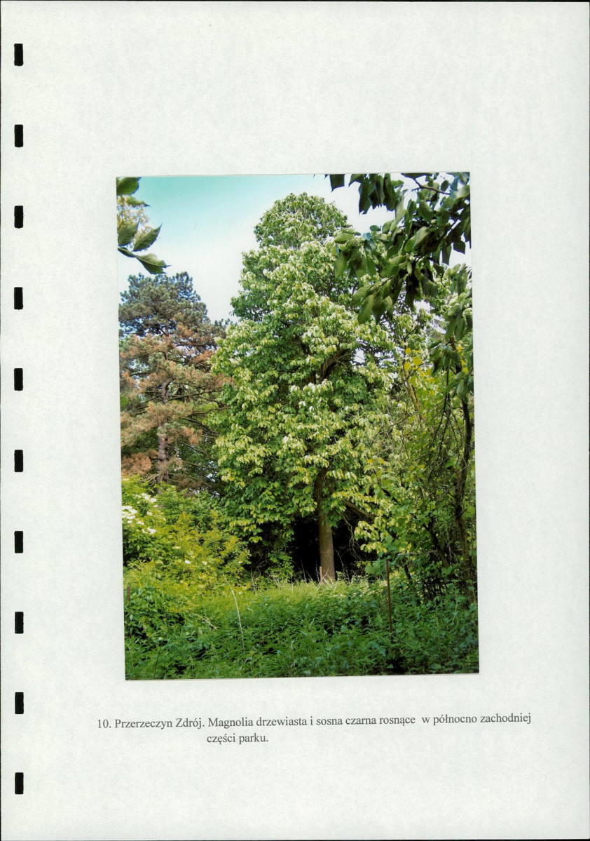 Ewidencja parkowa, skan nr 29
