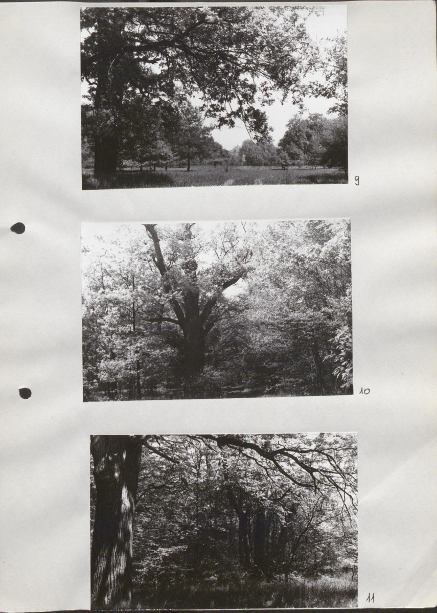 Ewidencja parkowa, skan nr 33