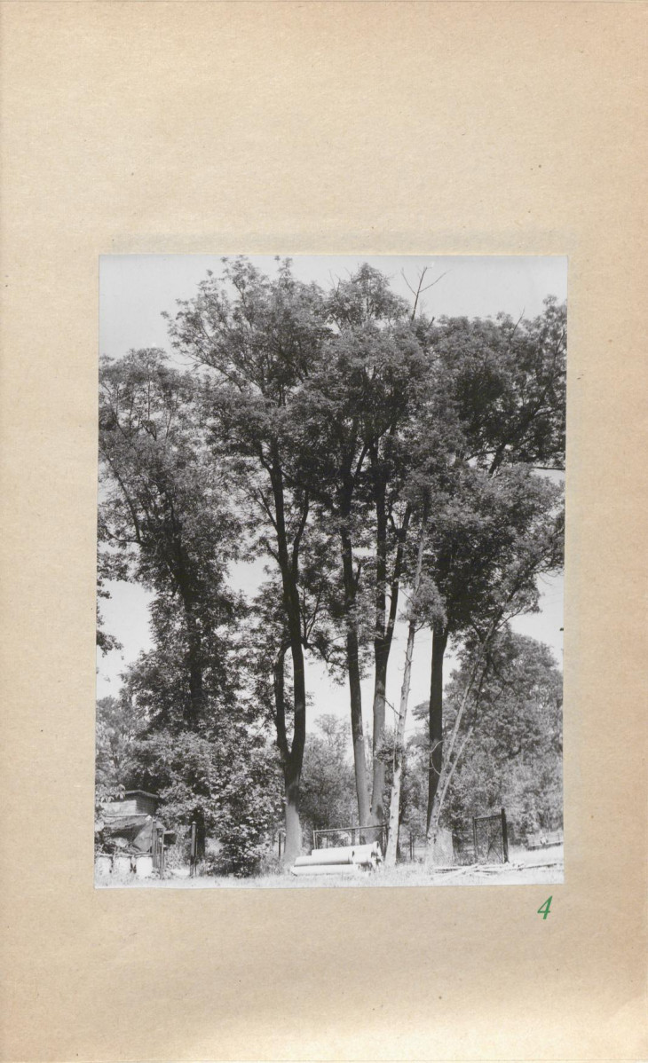 Ewidencja parkowa, skan nr 25