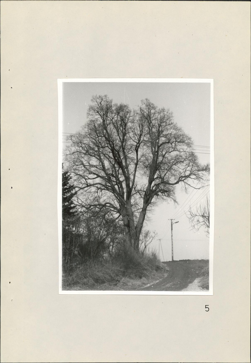 Ewidencja parkowa, skan nr 51