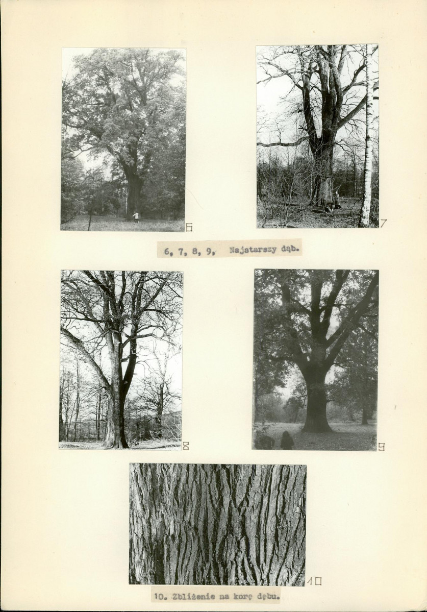 Ewidencja parkowa, skan nr 15