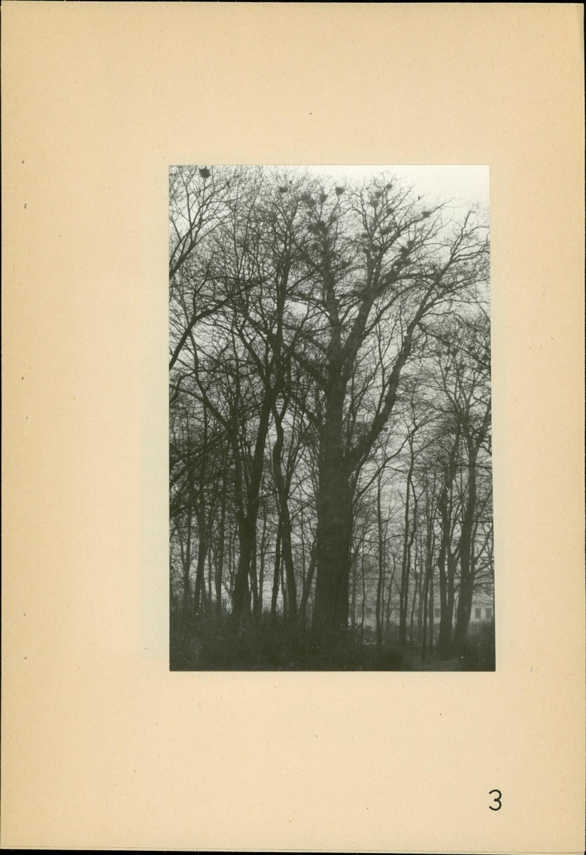 Ewidencja parkowa, skan nr 49
