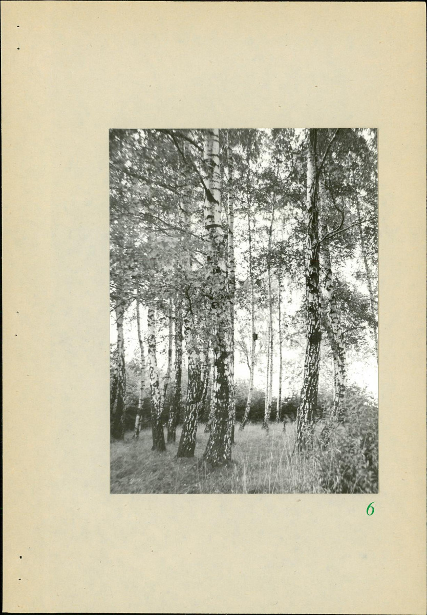 Ewidencja parkowa, skan nr 29