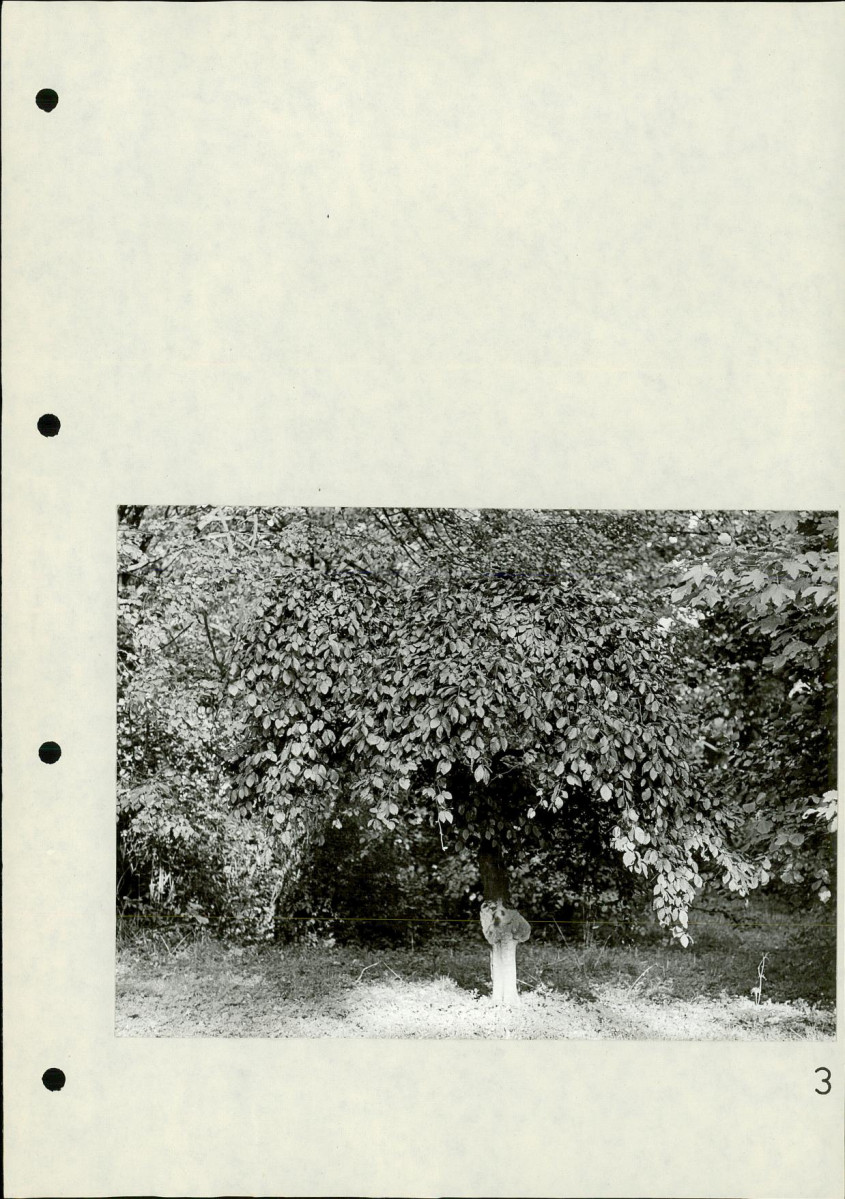 Ewidencja parkowa, skan nr 26