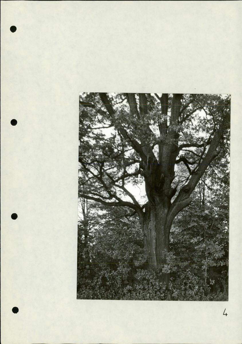 Ewidencja parkowa, skan nr 27