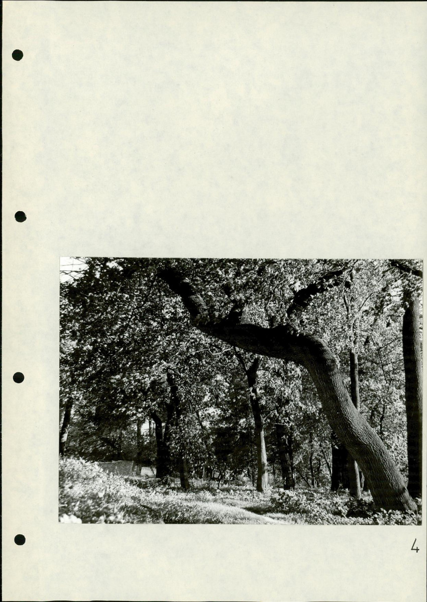 Ewidencja parkowa, skan nr 29