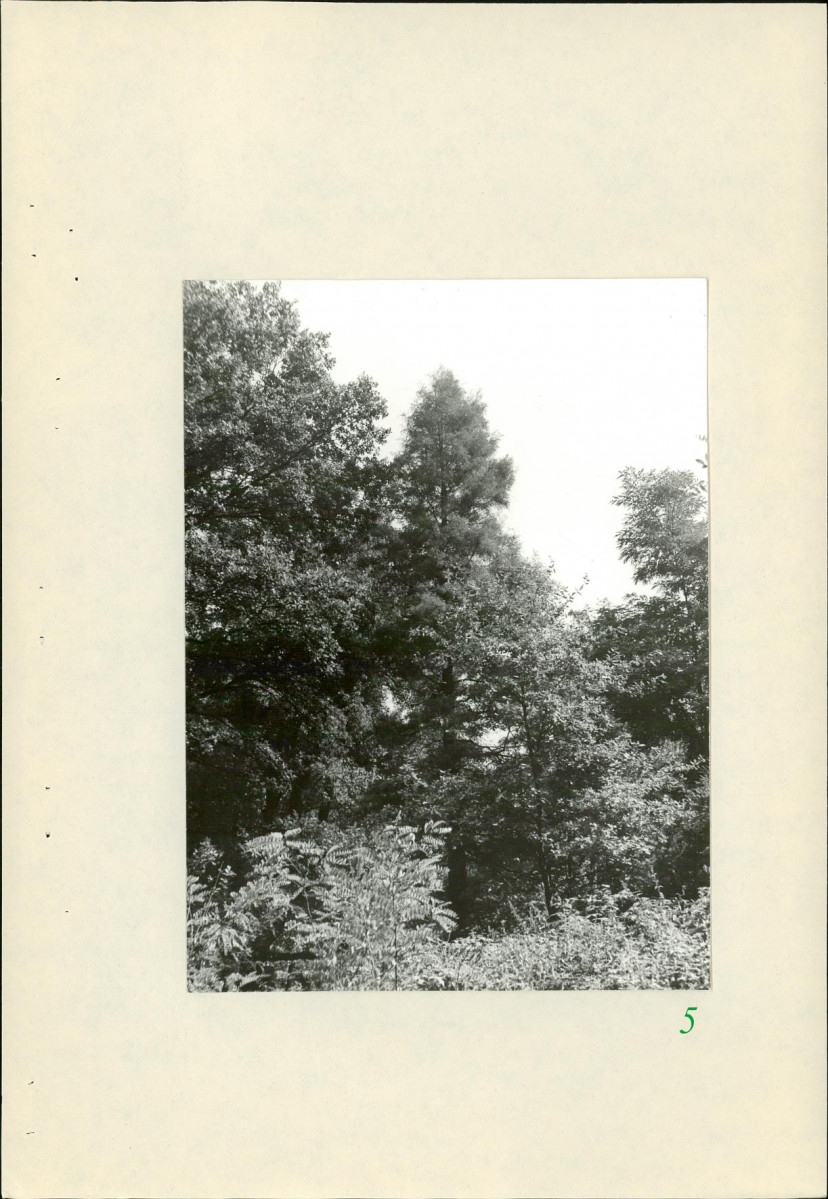 Ewidencja parkowa, skan nr 28