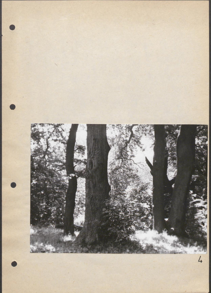 Ewidencja parkowa, skan nr 28