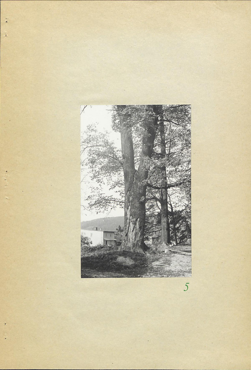 Ewidencja parkowa, skan nr 25