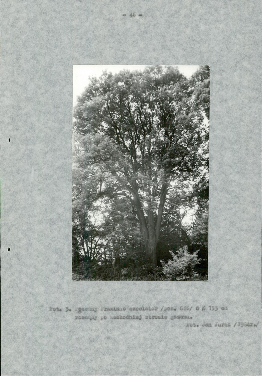 Ewidencja parkowa, skan nr 49