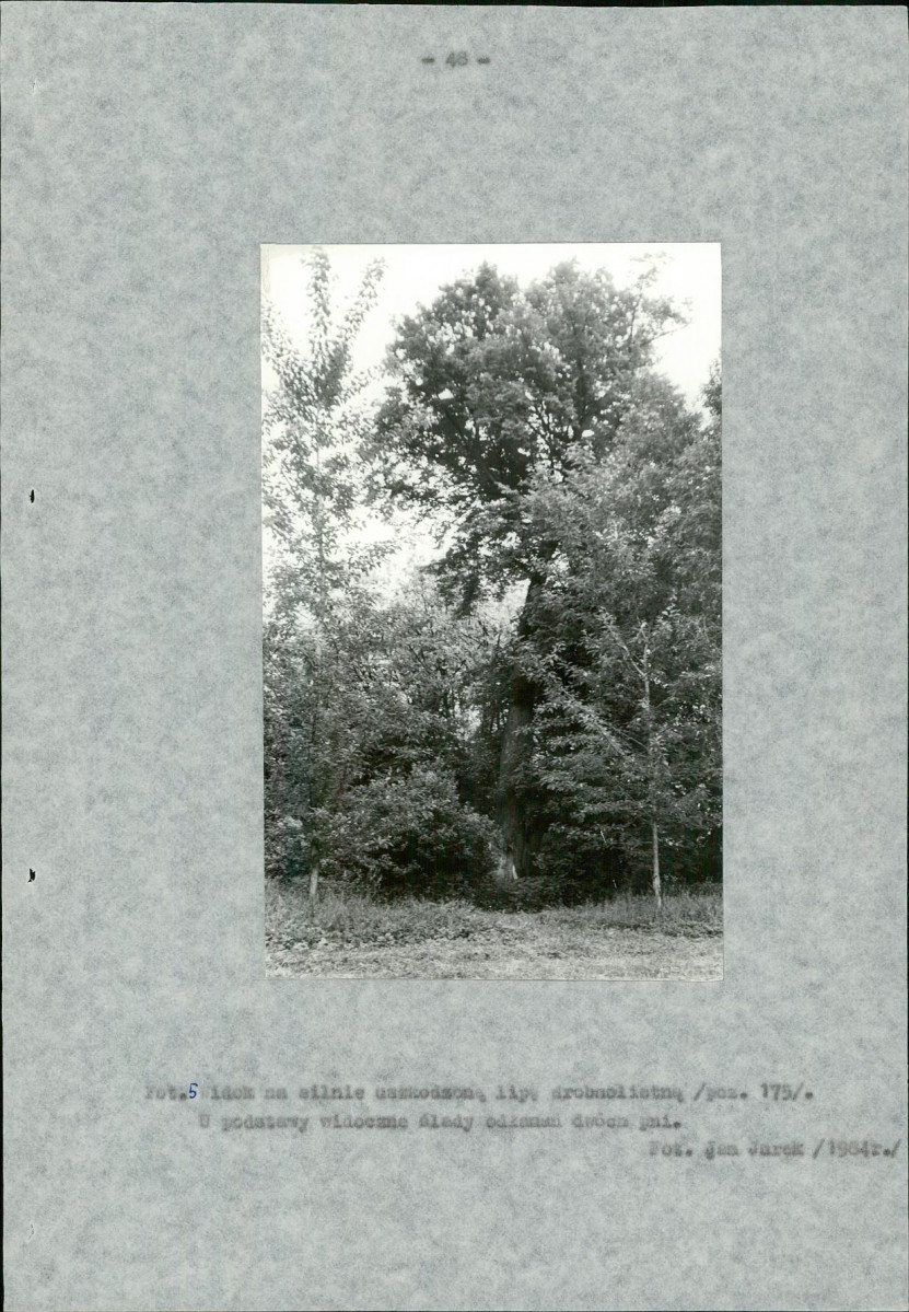 Ewidencja parkowa, skan nr 51