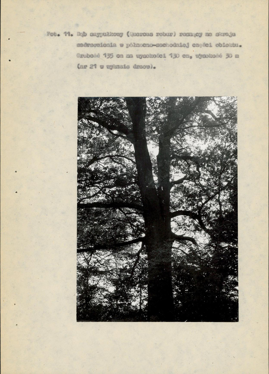 EP - Ewidencja parkowa, skan nr 42