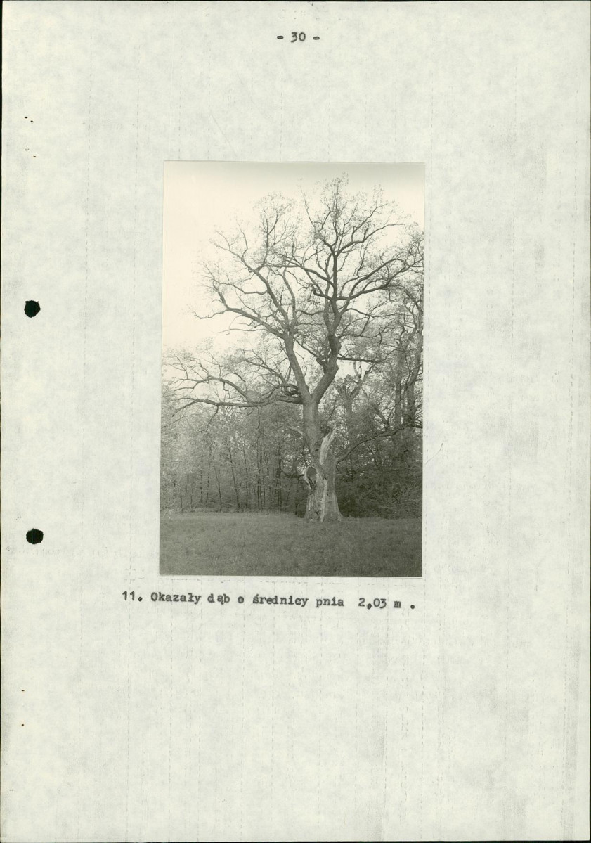 Ewidencja parkowa, skan nr 36