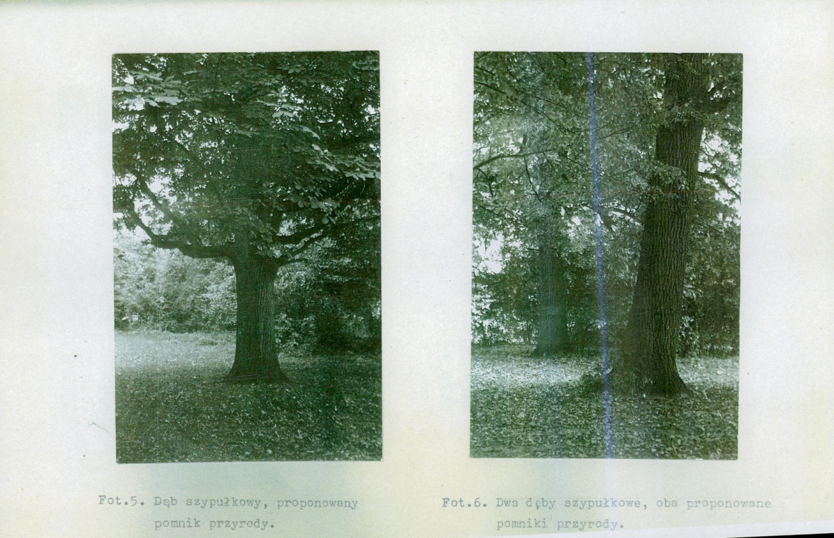 Ewidencja parkowa, skan nr 55