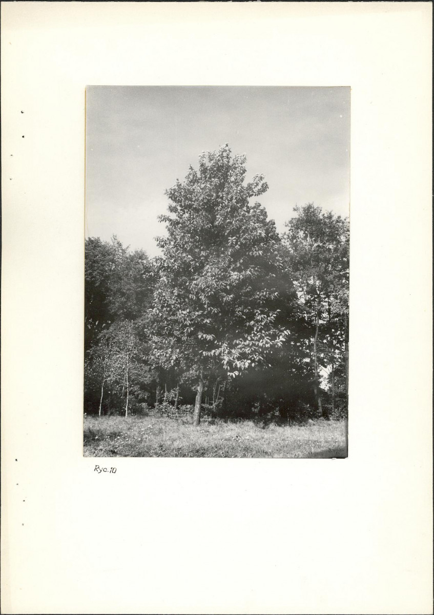 Ewidencja parkowa, skan nr 28