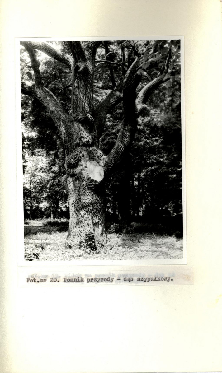 Ewidencja parkowa, skan nr 56