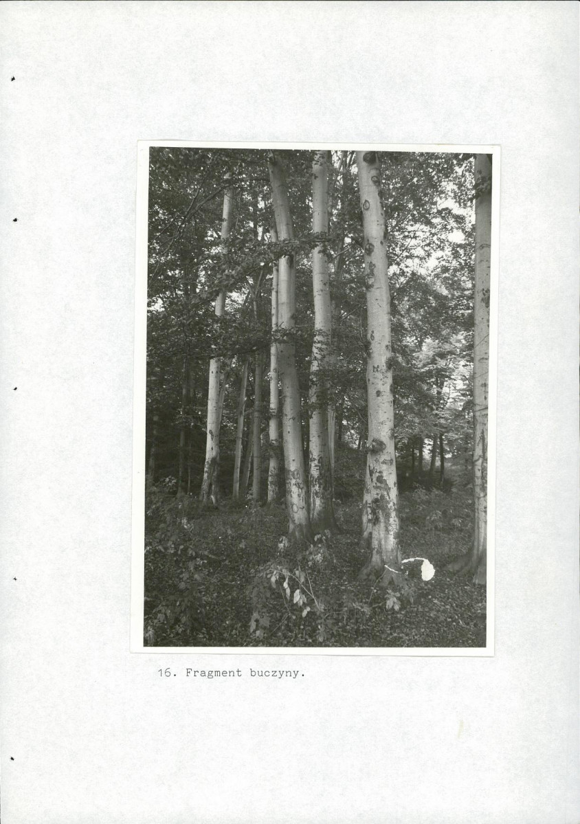 EP - Ewidencja parkowa, skan nr 54