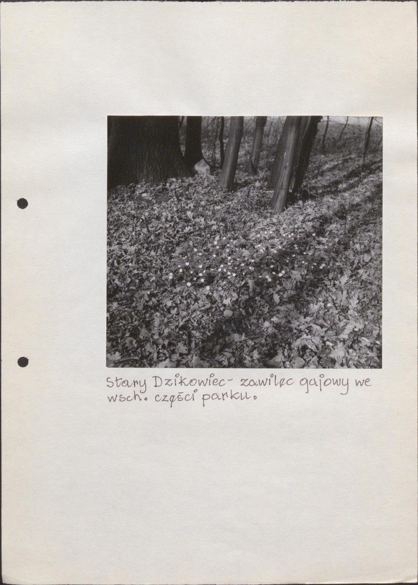 EP - Ewidencja parkowa, skan nr 55