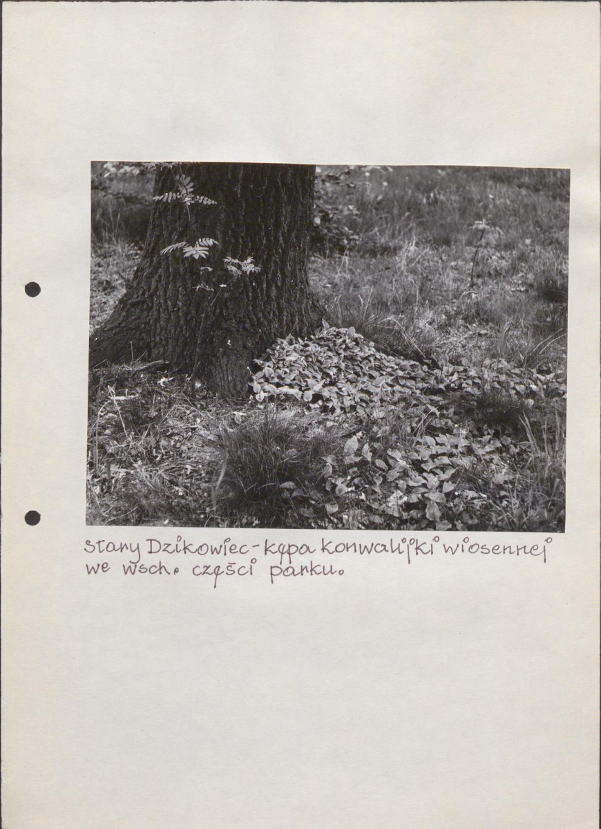 EP - Ewidencja parkowa, skan nr 56