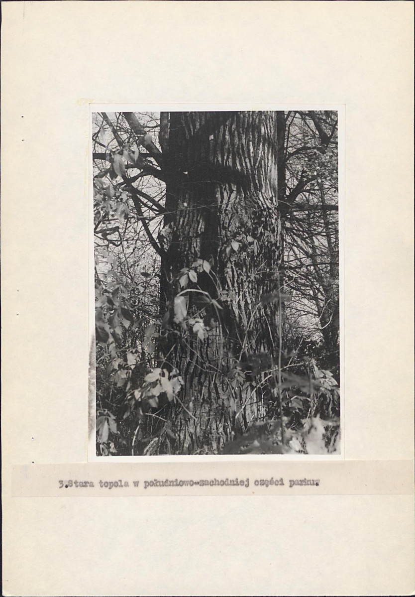 EP - Ewidencja parkowa, skan nr 19