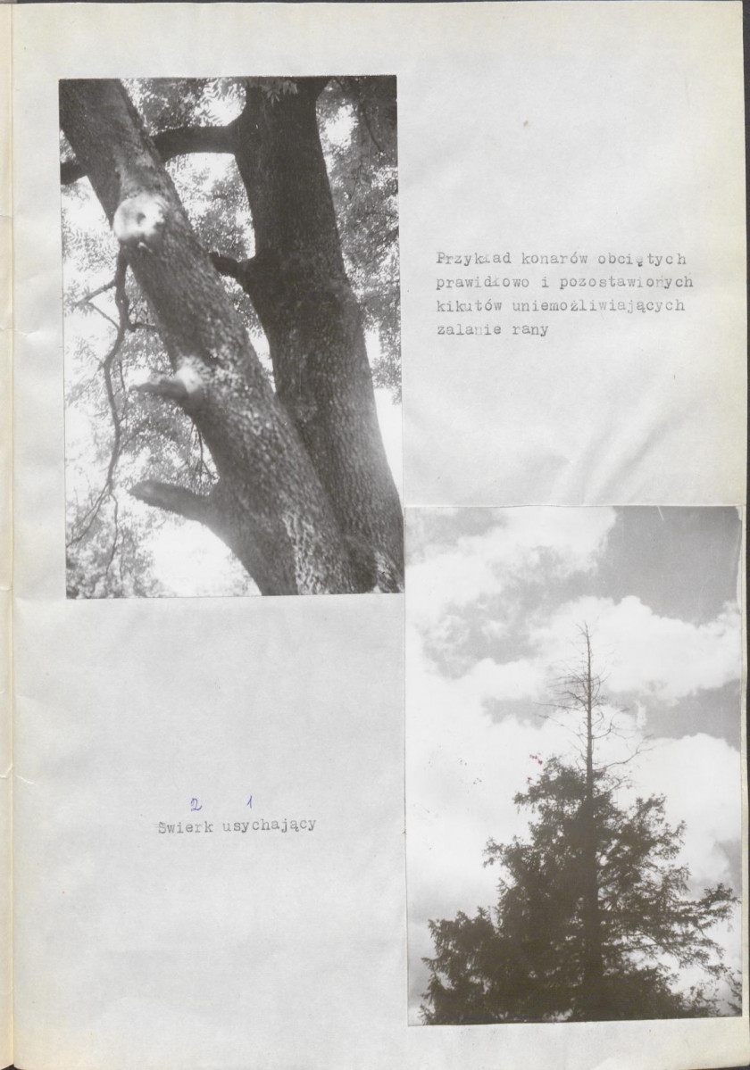 Ewidencja parkowa, skan nr 47