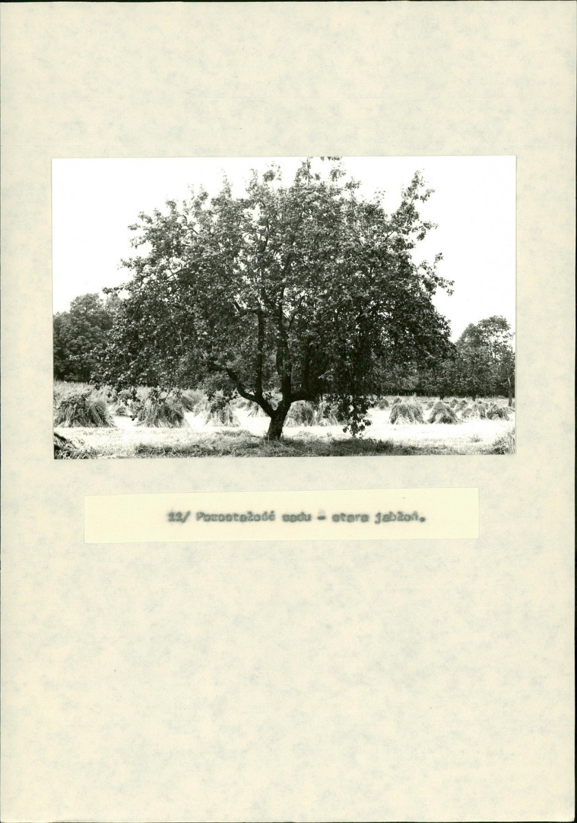 EP - Ewidencja parkowa, skan nr 41