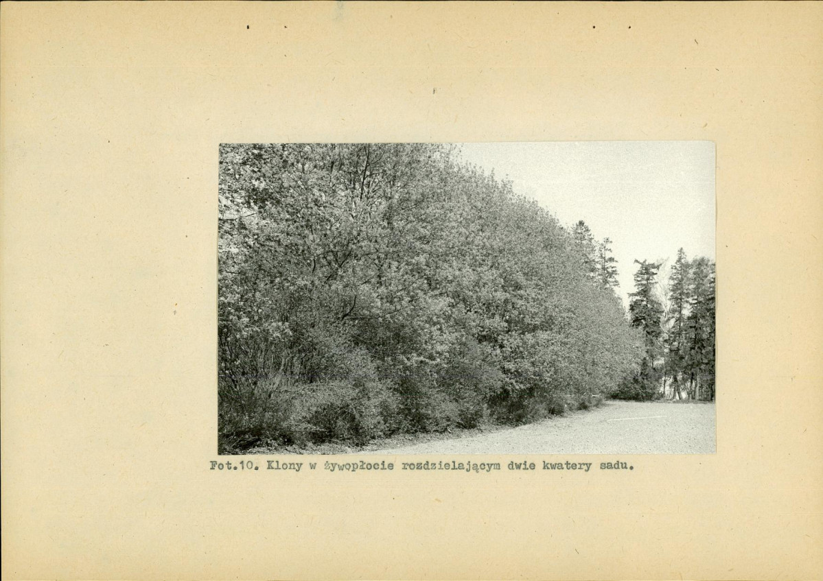 EP - Ewidencja parkowa, skan nr 37