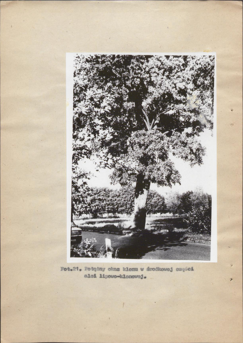 Ewidencja parkowa, skan nr 51