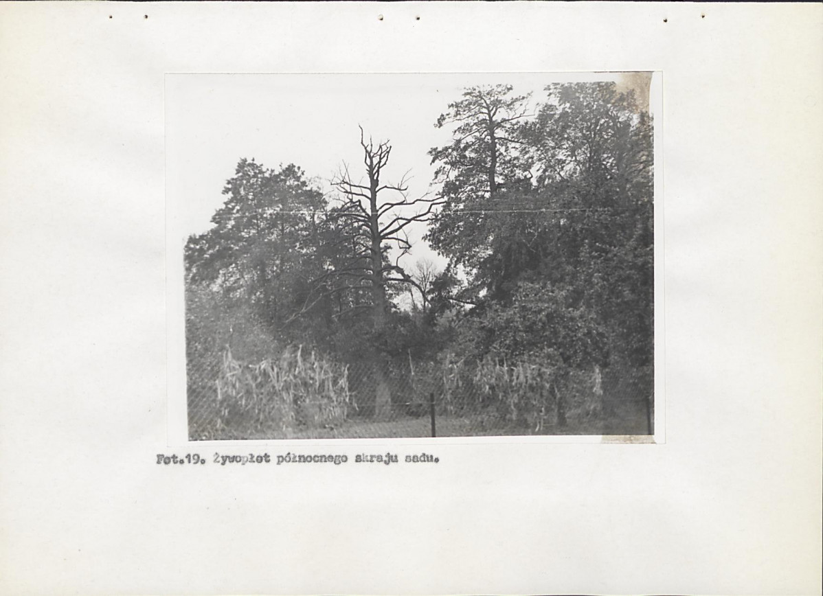 Ewidencja parkowa, skan nr 46