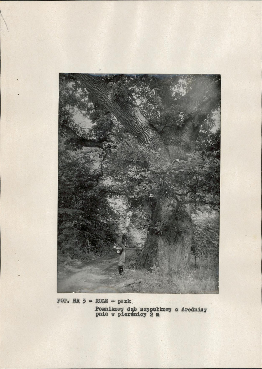 Ewidencja parkowa, skan nr 17