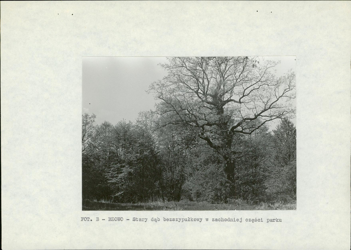 Ewidencja parkowa, skan nr 13