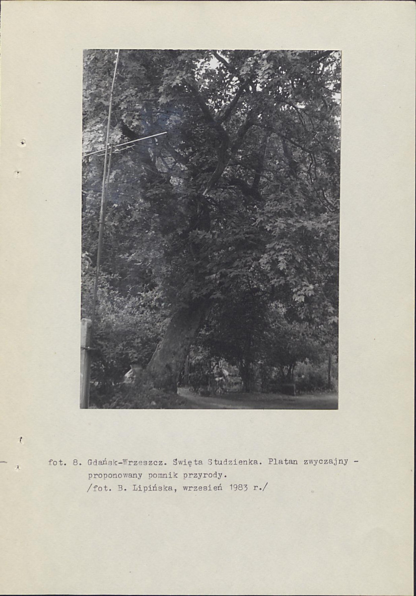 Ewidencja parkowa, skan nr 50