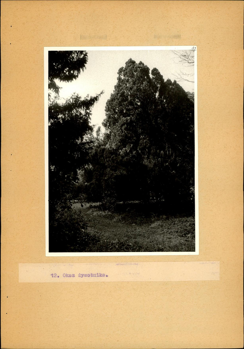 EP - Ewidencja parkowa, skan nr 33