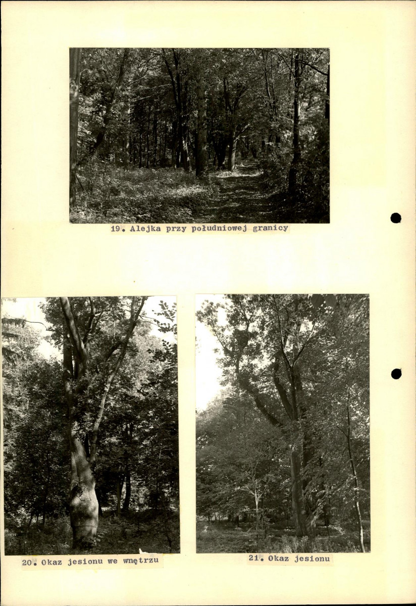 EP - Ewidencja parkowa, skan nr 36