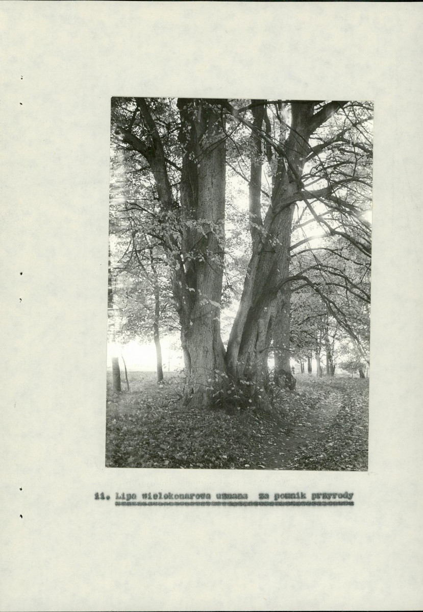 Ewidencja parkowa, skan nr 30