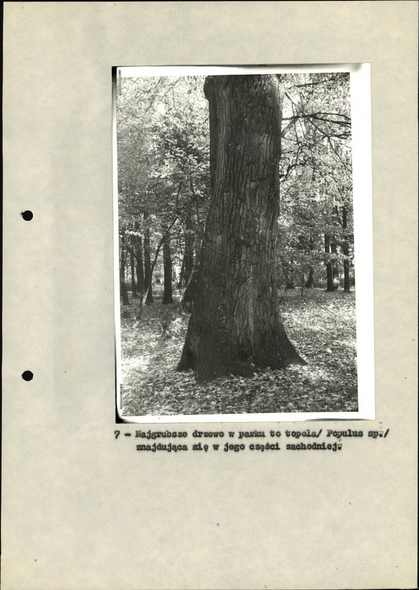 Ewidencja parkowa, skan nr 24