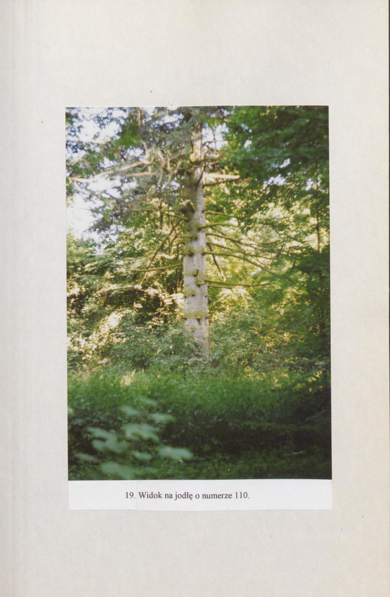 EP - Ewidencja parkowa, skan nr 62