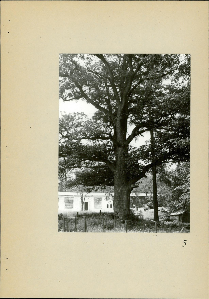 Ewidencja parkowa, skan nr 25