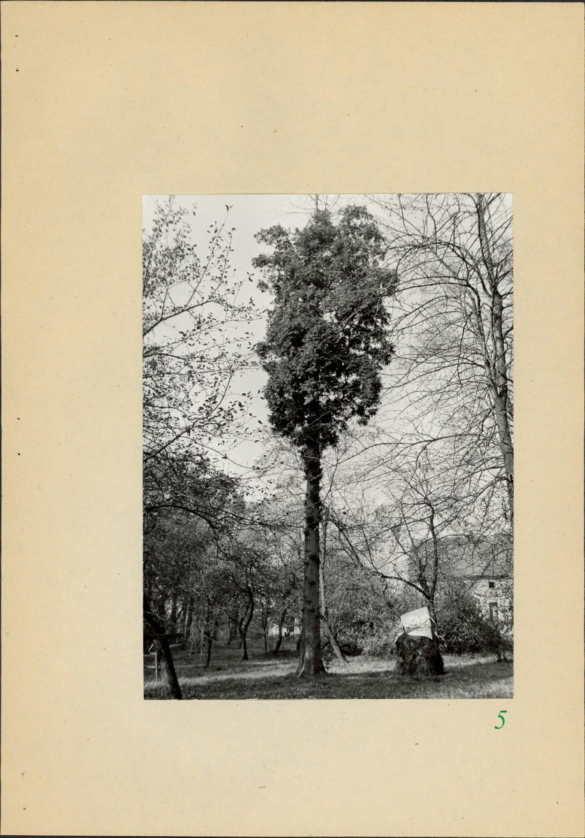 Ewidencja parkowa, skan nr 28