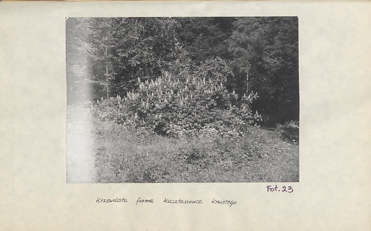 Ewidencja parkowa, skan nr 52