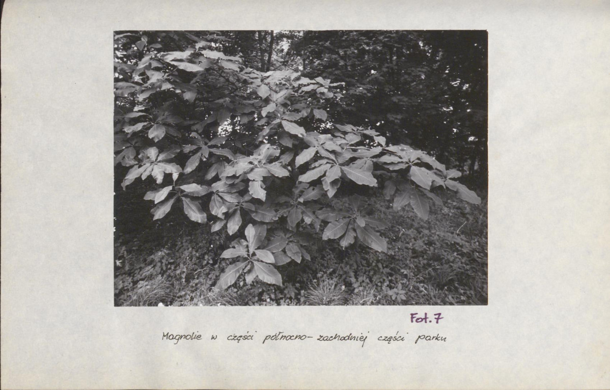 Ewidencja parkowa, skan nr 36